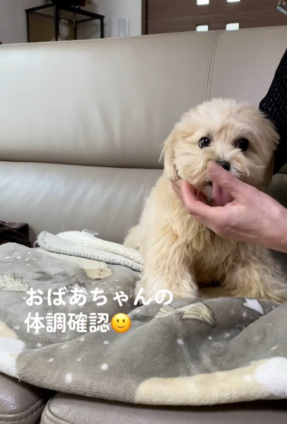 おばあちゃんの体調チェックするワンコ