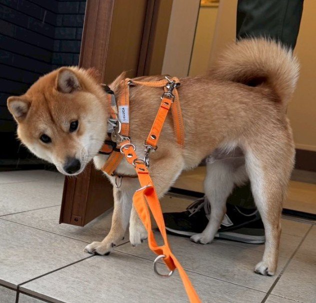 「道濡れてるからイヤ…」