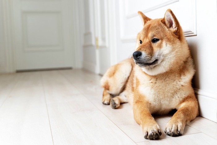 壁際に伏せる柴犬