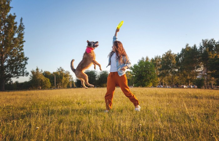 フリスビーで遊んでいる犬と女性