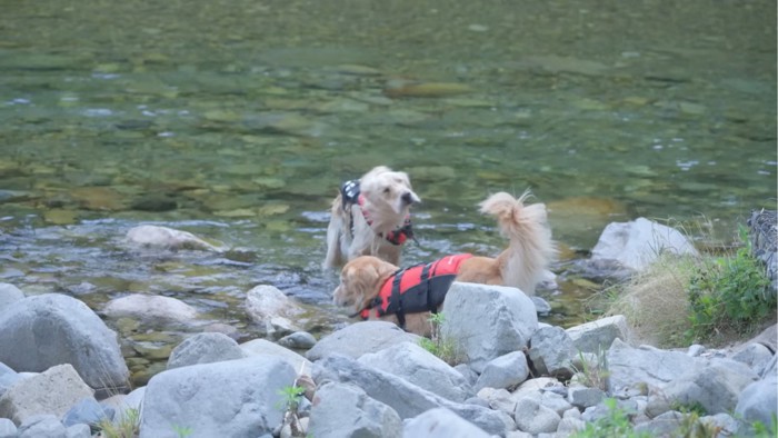 川辺で遊ぶ2匹の犬