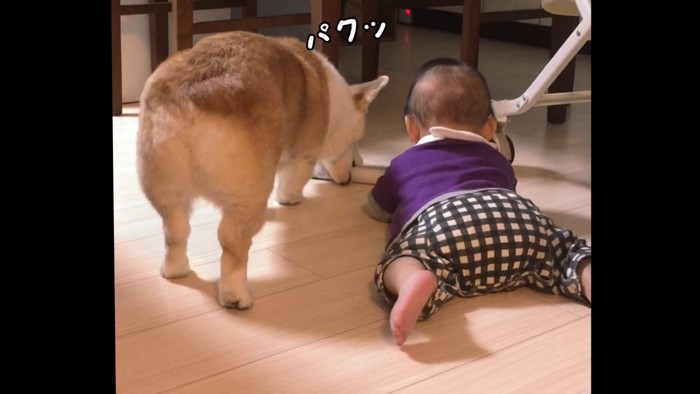 さっと立ち上がって芯をパクリ