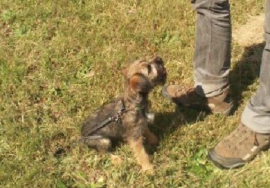 おすわりをして飼い主を見る犬