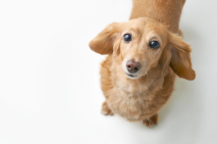 見上げる犬