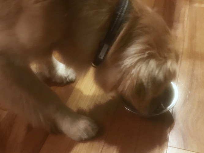 ご飯を食べる犬の後ろ姿