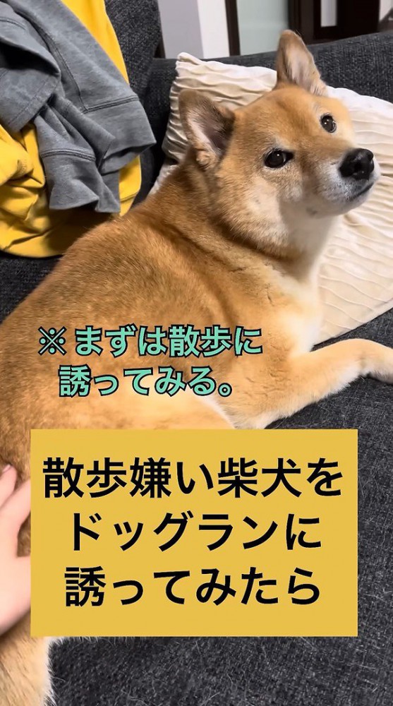 お散歩に誘ったら…