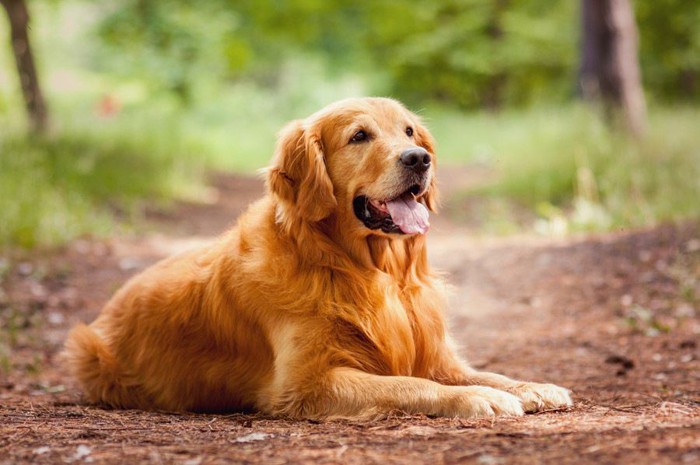 葉っぱの上に座る犬