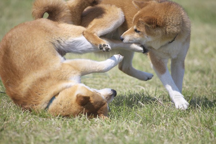 じゃれ合う二頭の柴犬