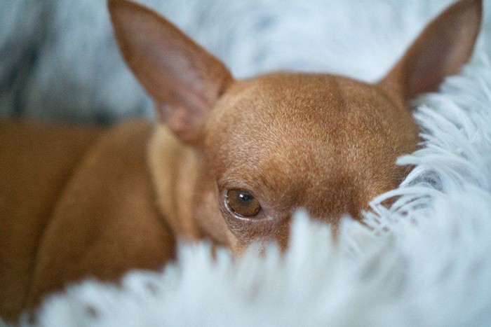 フカフカのベッドから片目を覗かせる犬