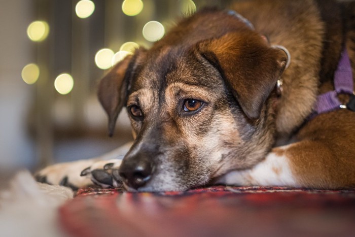 悲しそうな表情の犬