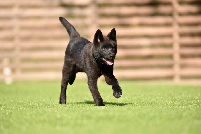 芝生の上を走る甲斐犬の子犬