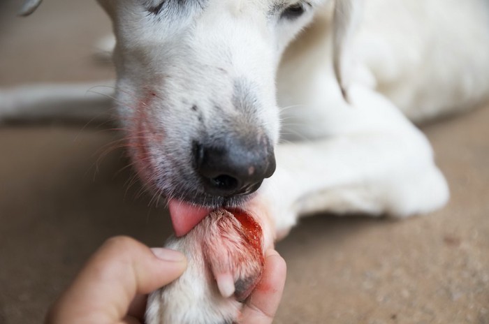 傷のある足を舐める犬