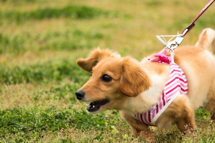 散歩中に吠える犬