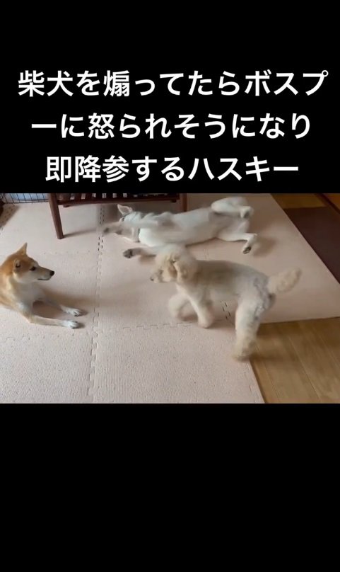 ボスの一喝に思わずヘソ天