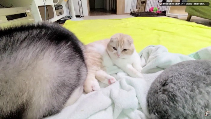 守られて幸せなじゅんちゃんでした