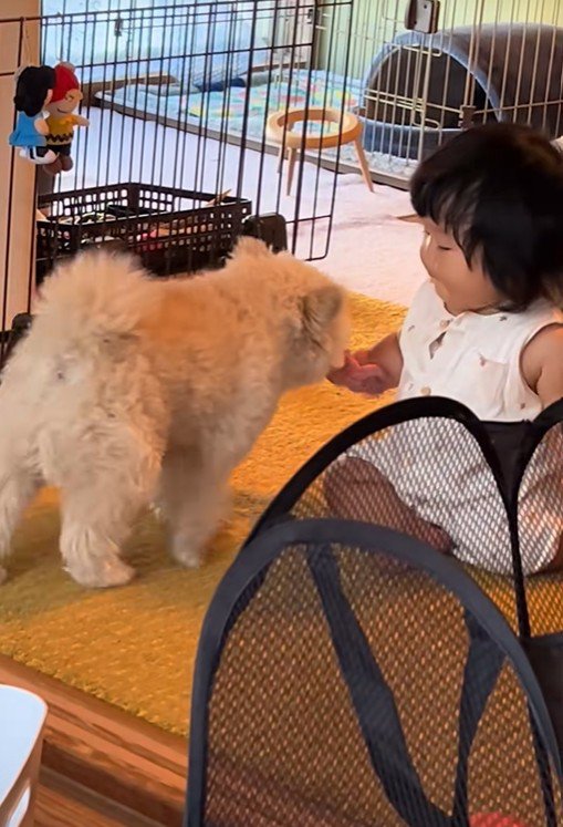 赤ちゃんと遊びたいもち君