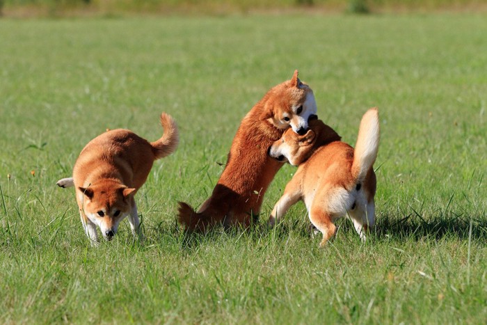 野原に3匹の柴犬、頭を噛むようにしてじゃれ合う