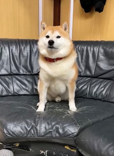 ソファにじっと座る犬