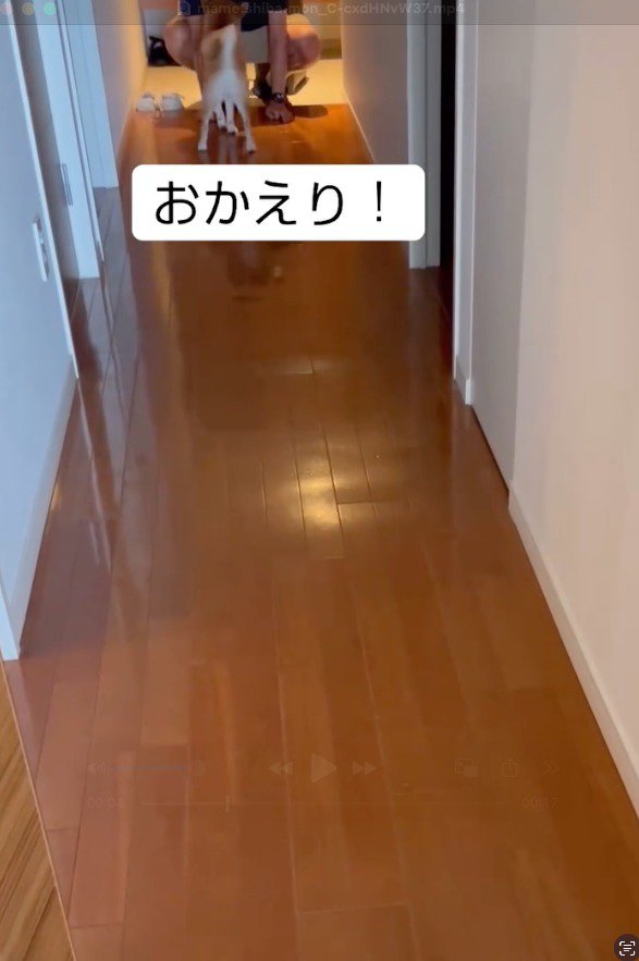 家に入ってきた男性に駆け寄る犬