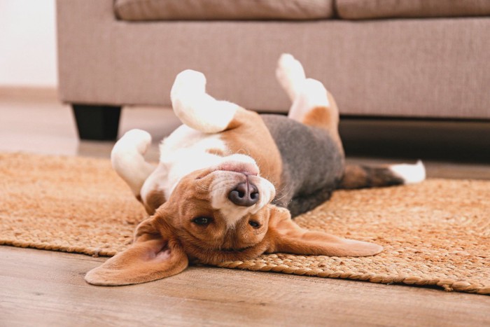 ヘソ天する犬