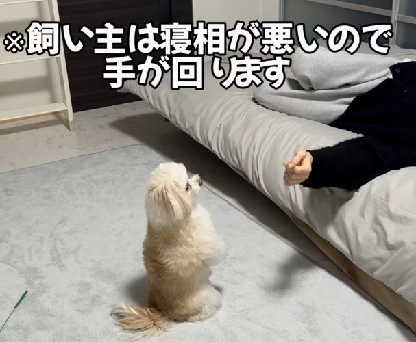 おやつを目で追う犬