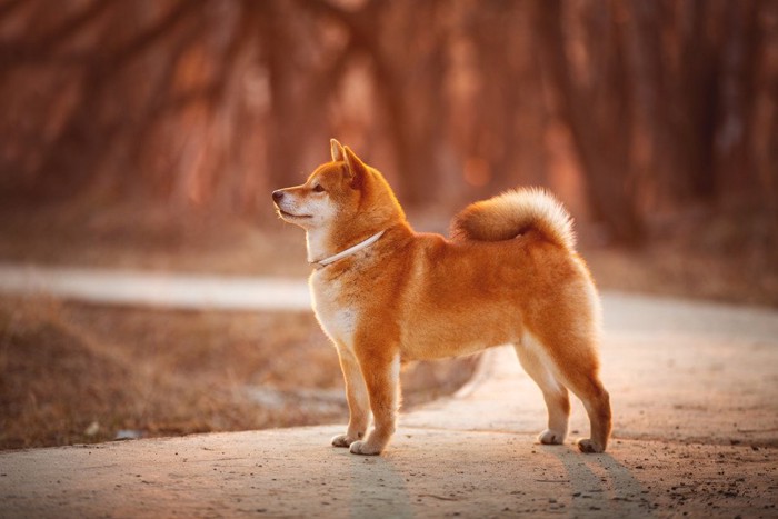 横から見た柴犬の立ち姿