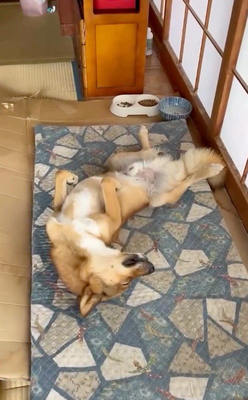 布団の上で眠る犬