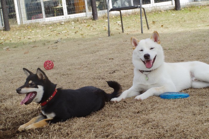 伏せをして休んでいる二頭の柴犬