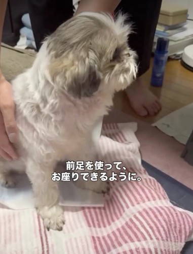 前足を使って向きを変えることもできるように