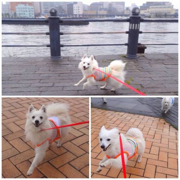 海をバックにを散歩する犬