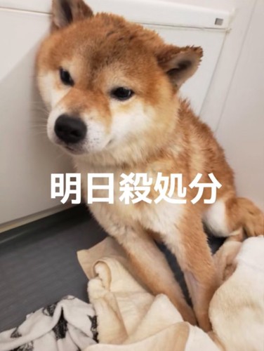 怯える柴犬