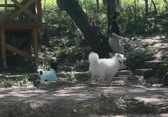 大型犬の後ろを走るミニチュアシュナウザー