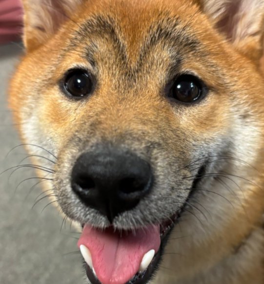 可愛すぎる