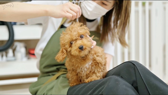 スタッフに耳掃除をされる犬