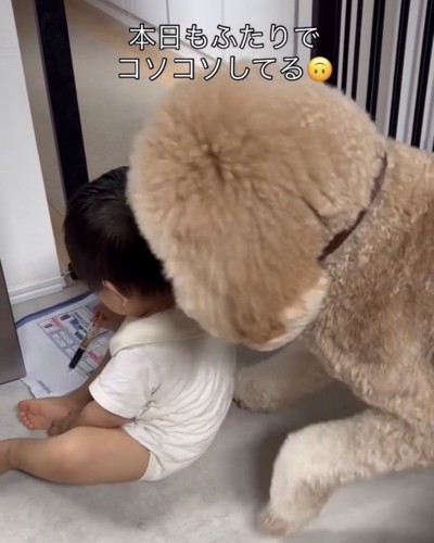 男の子に顔を寄せる犬