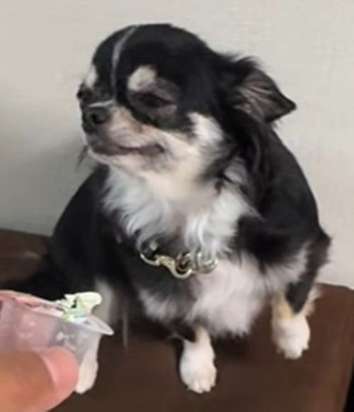 オレオちゃん＆マツちゃんの反応2