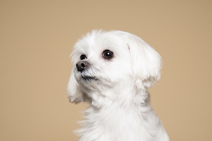 何かを見つめる白い犬の横顔