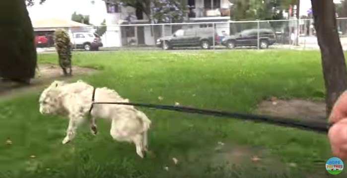 跳びはねる犬