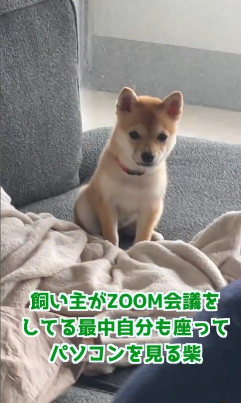 Zoom会議に参加するしゃちょーちゃん4