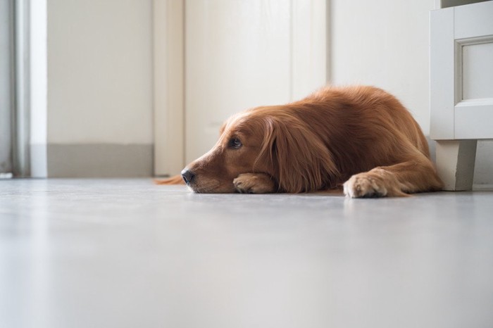 寂しそうな犬