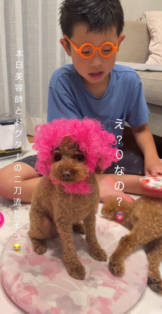 男の子とピンクのアフロを付けた犬