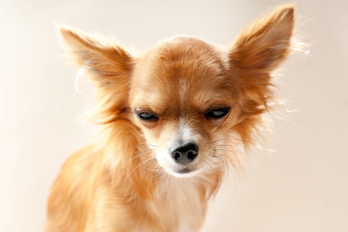 不機嫌そうに睨む犬