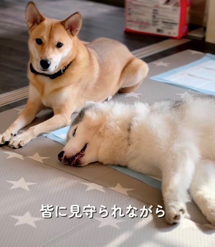 隣で寝そべる犬と寄り添う犬