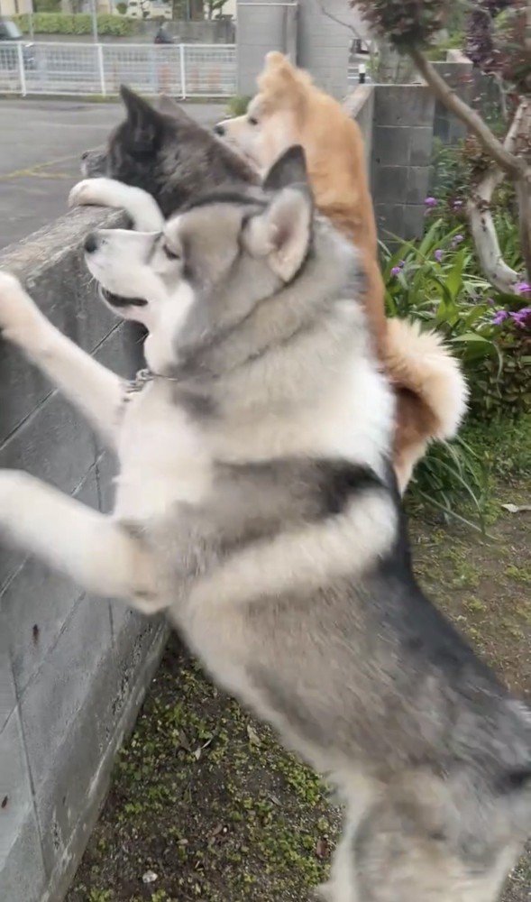 塀に集まる3頭の犬