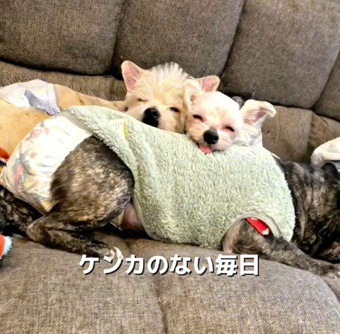 他の犬にあごを乗せて眠る2頭の犬