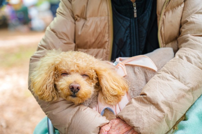外で膝の上で眠る犬