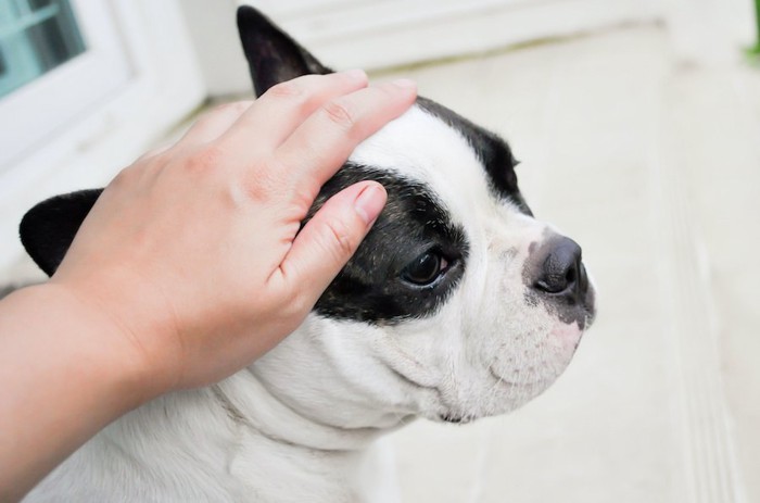 犬の顔と撫でる人の手アップ