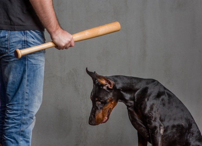 バッドで脅されている犬