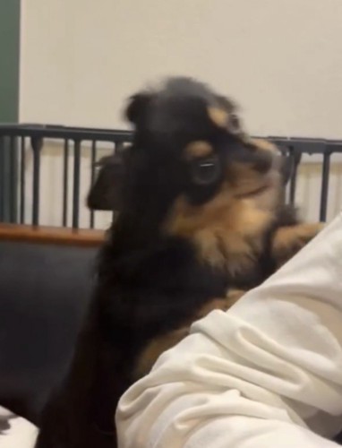 人の腕にしがみつく犬