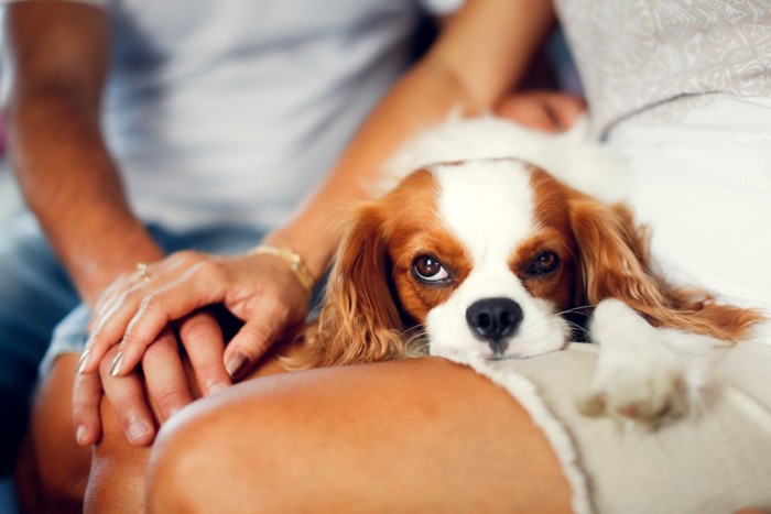 膝の上の犬